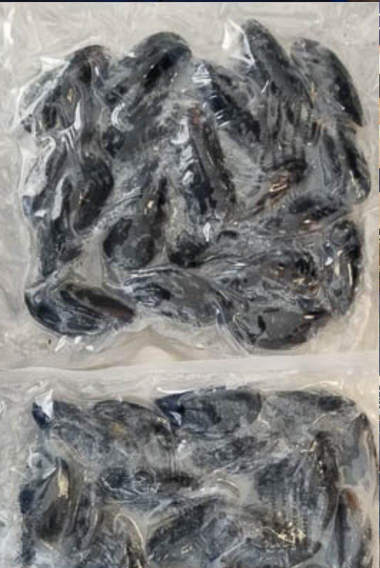 PEI Mussels - 1lb frozen pack ❄️-finsathome