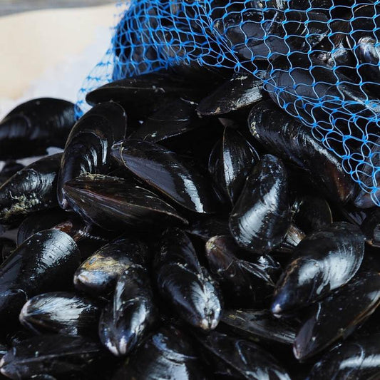 PEI Mussels - 1lb frozen pack ❄️-finsathome